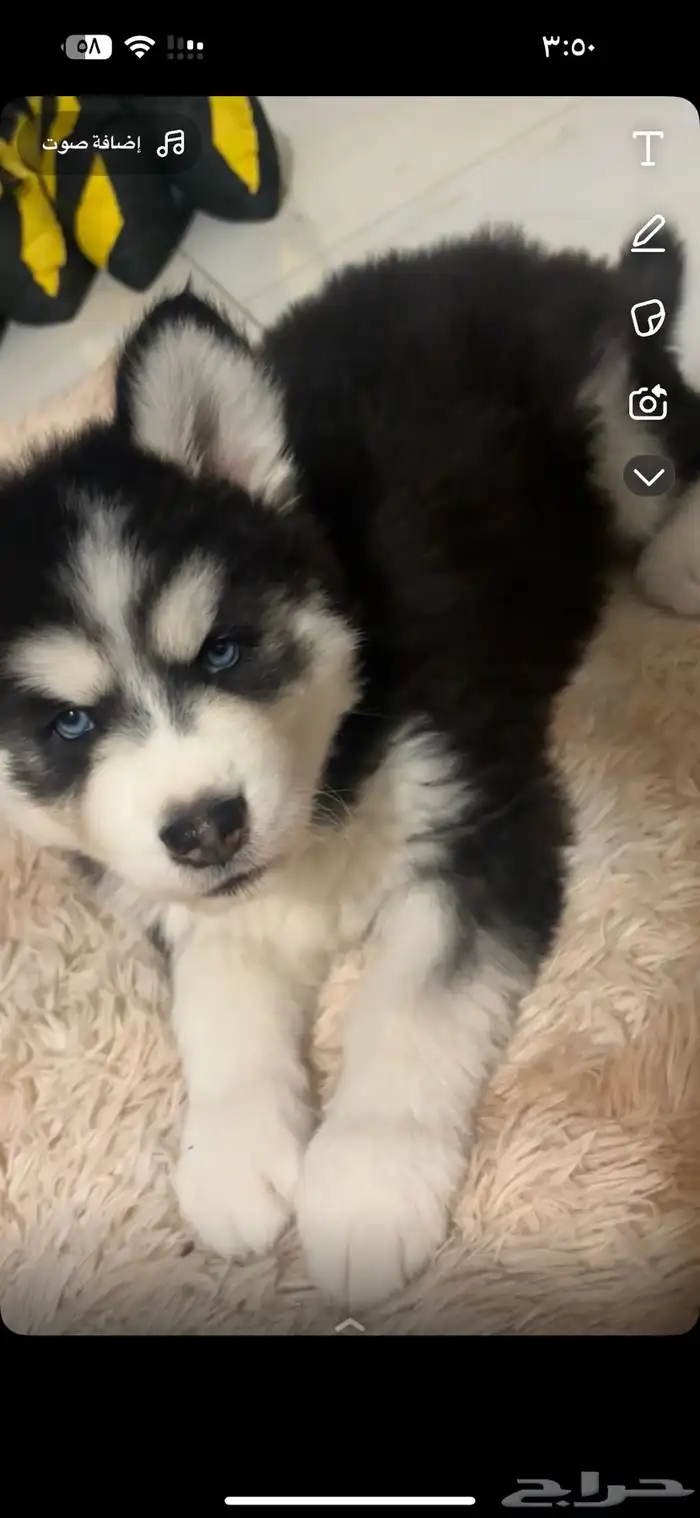 هاسكي سبيري جرو 0