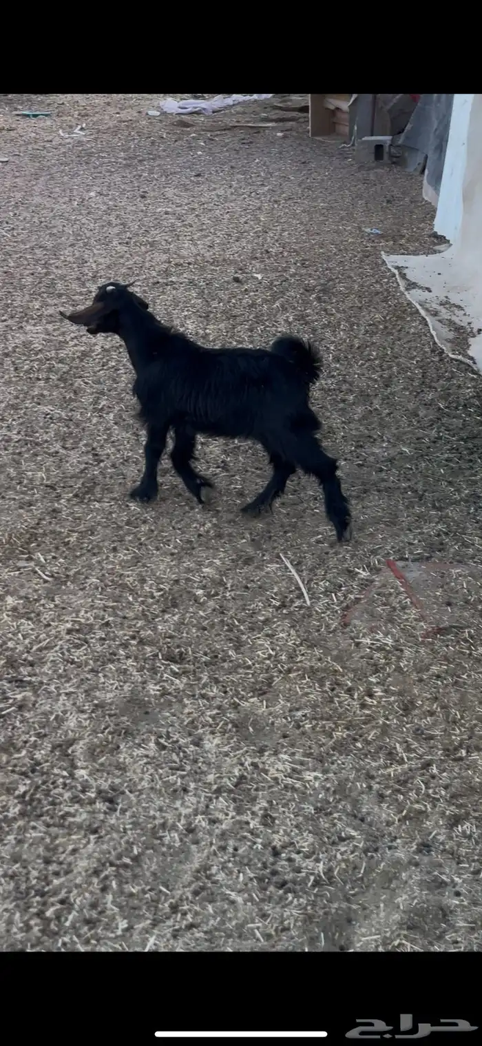 عناق دغساء 3