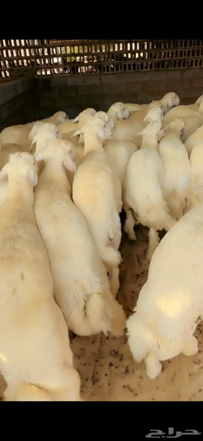 حري جبر ظهر وطرف 0