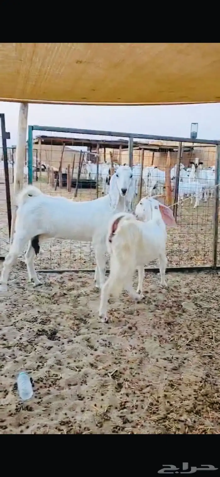 معزه مشاريك وتيوس محايلي فواخر 4