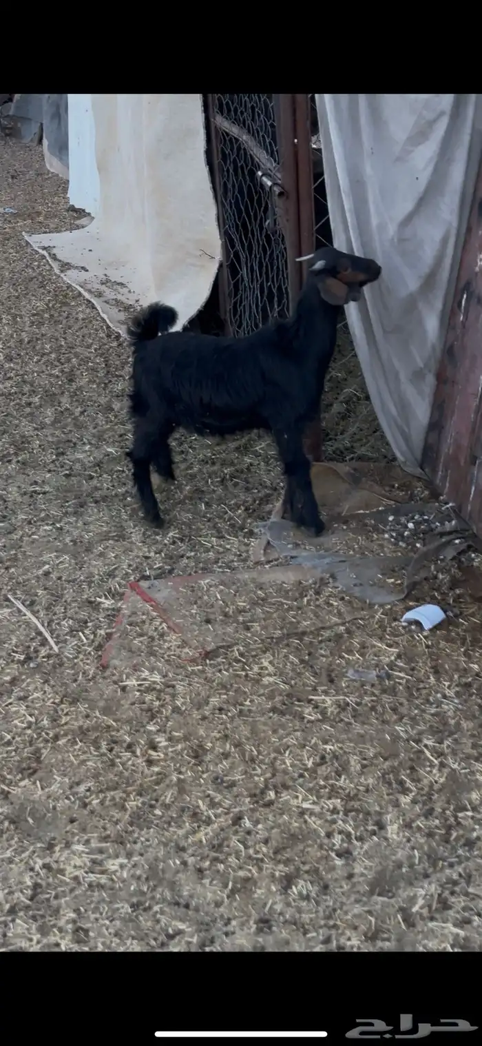 عناق دغساء 0