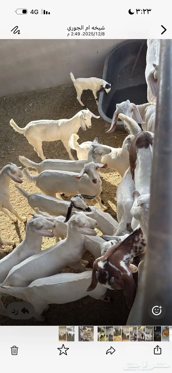 ماعز فاخر بيشيات صنف درجه أوله 2