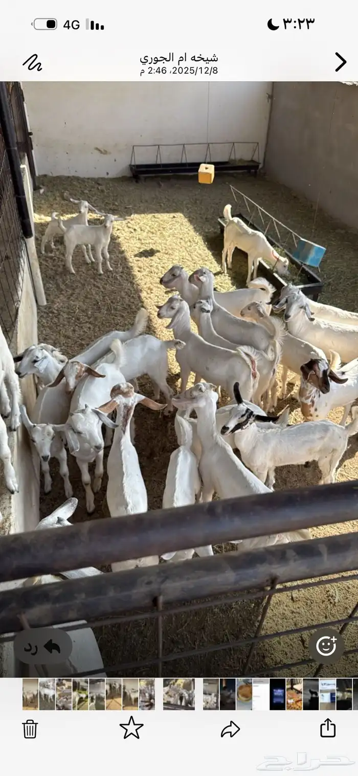 ماعز فاخر بيشيات صنف درجه أوله 8