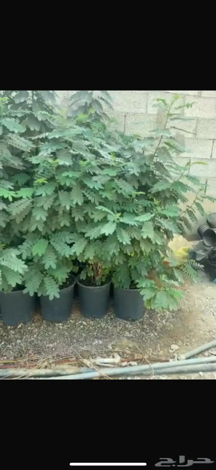 أكاسيا جلوكيا 0