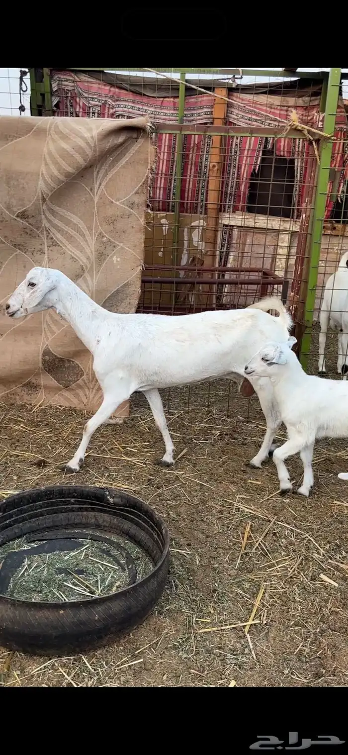 معزا 2 معها 2 بيشيات 1