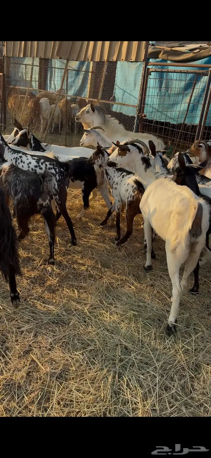 معزا مقاني العدد18 بفحل فيها شي دفيع و شي لا البيع جمله 8