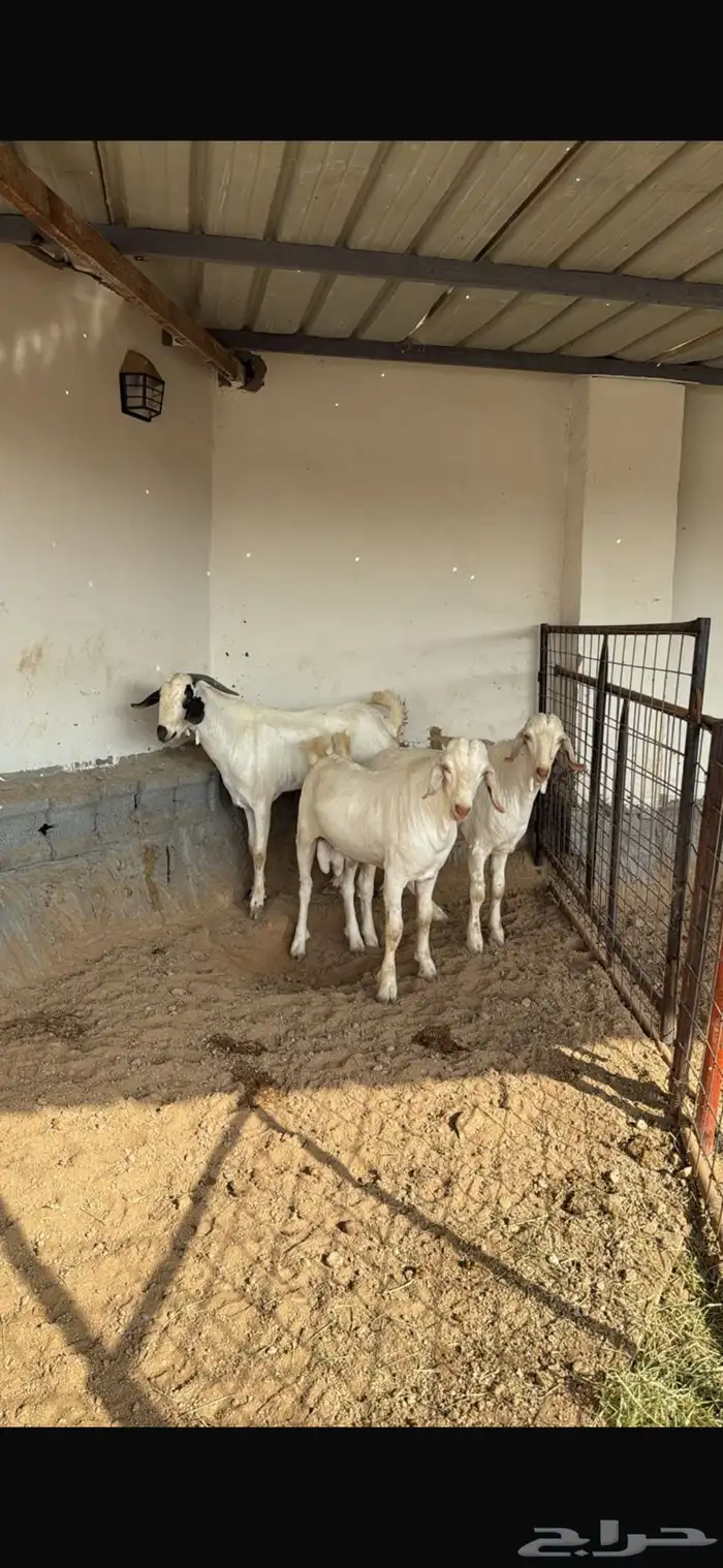 ماعز فاخر بيشيات صنف درجه أوله 0