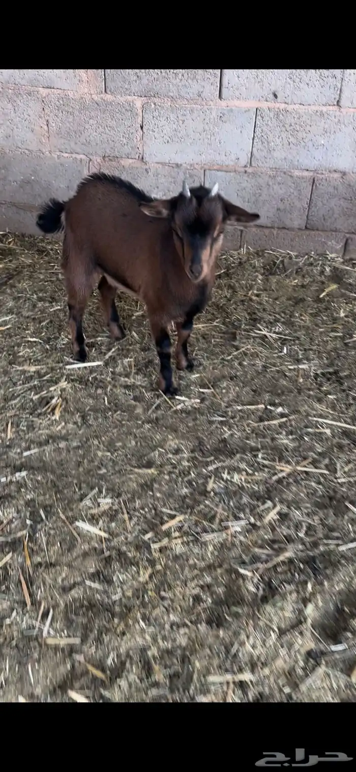 جفره قزميه 0