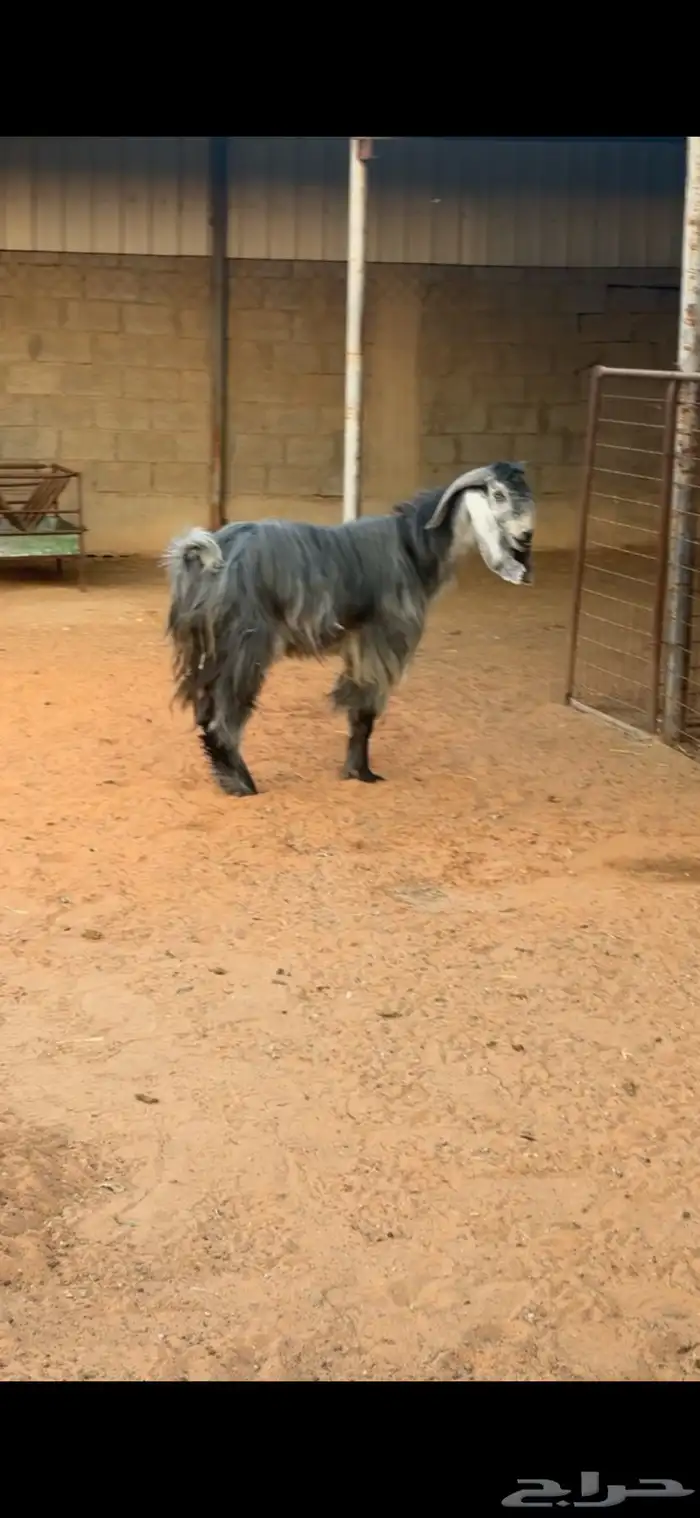 فحل عارضي للبيع 0