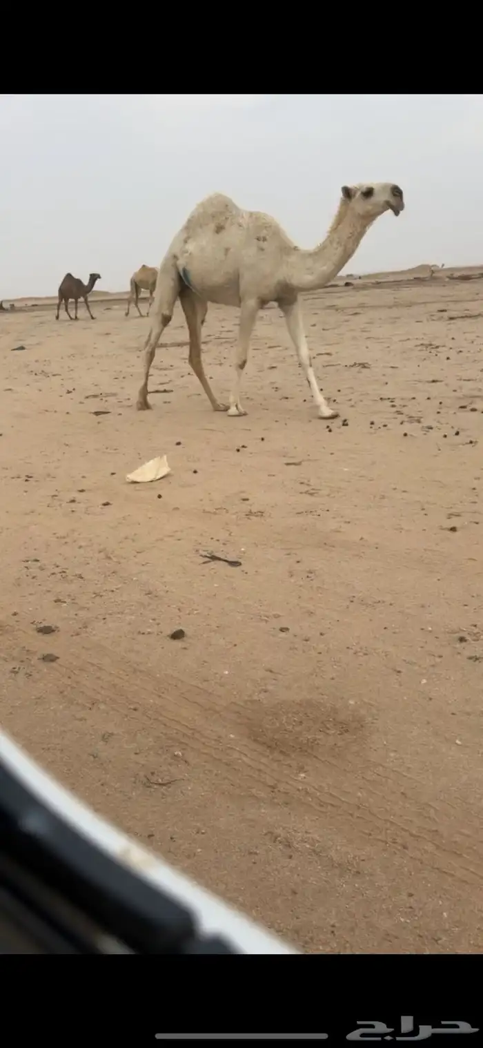 للبيع البكره الكفووو 2