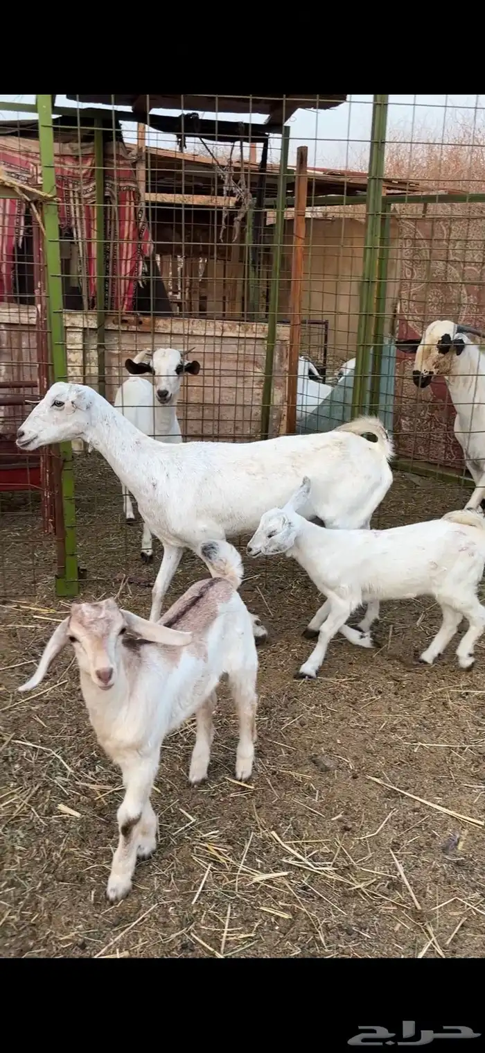 معزا 2 معها 2 بيشيات 0