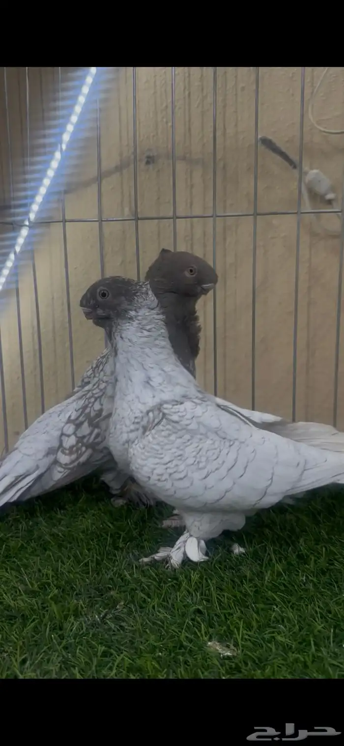 جوز بلندنيت ( تم البيع ) 2