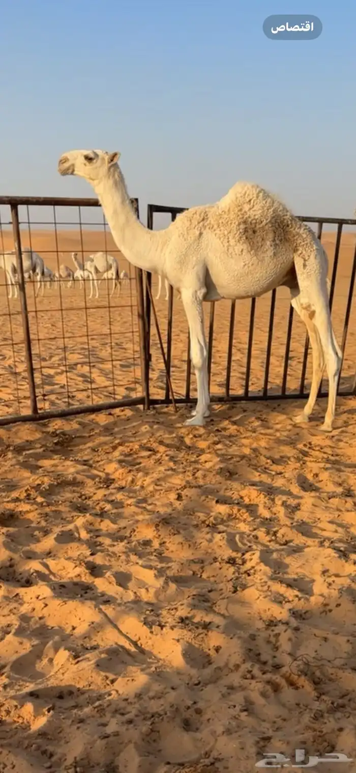 قعود رماني 2