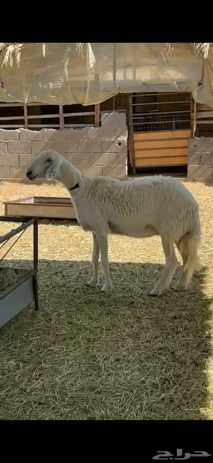 صفراء دافع 1