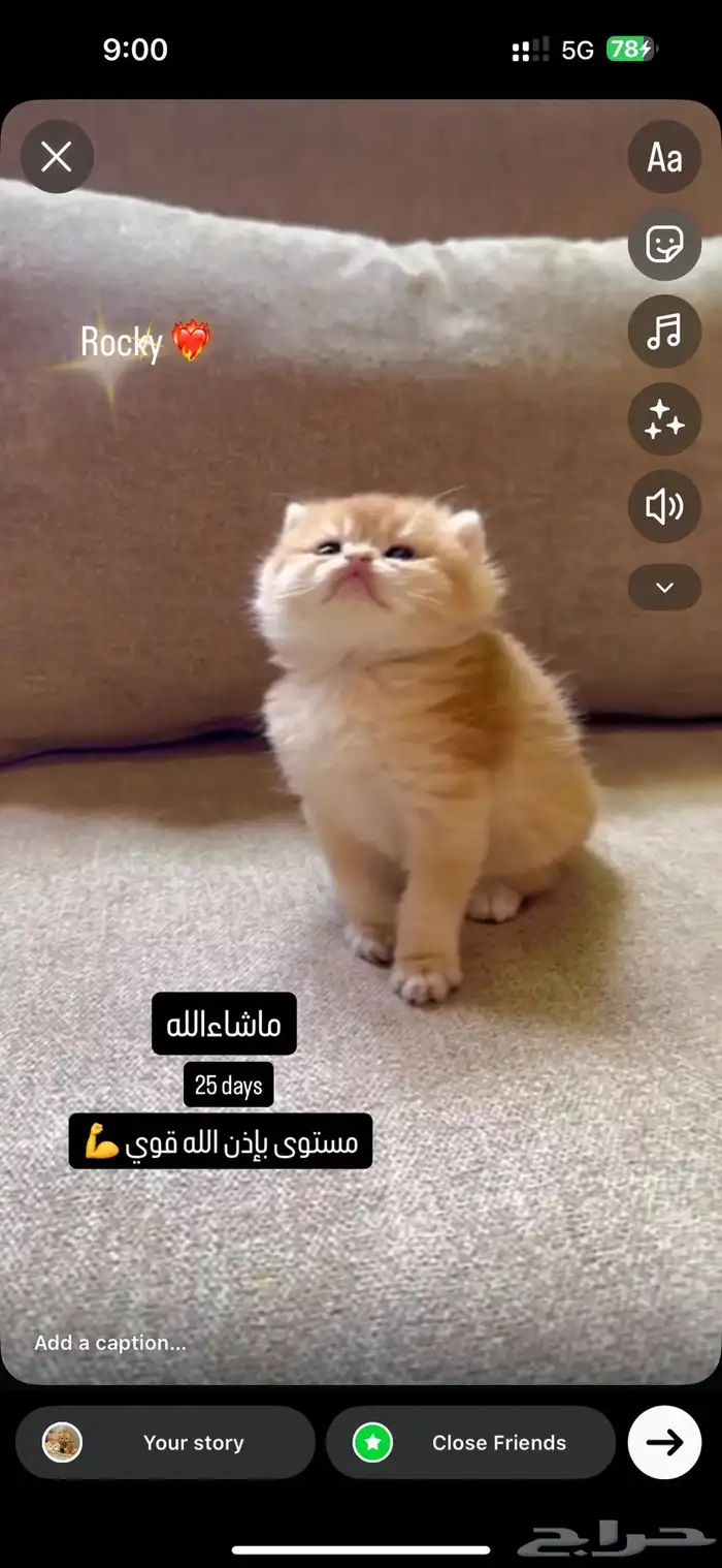 كيتن ذكر بريتش بيور مستوى تبارك الله 0