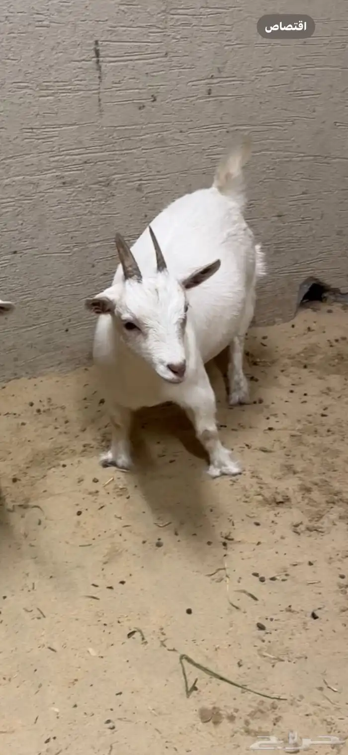 للبيع عنز قزميه فاخره دافع معرفه 0