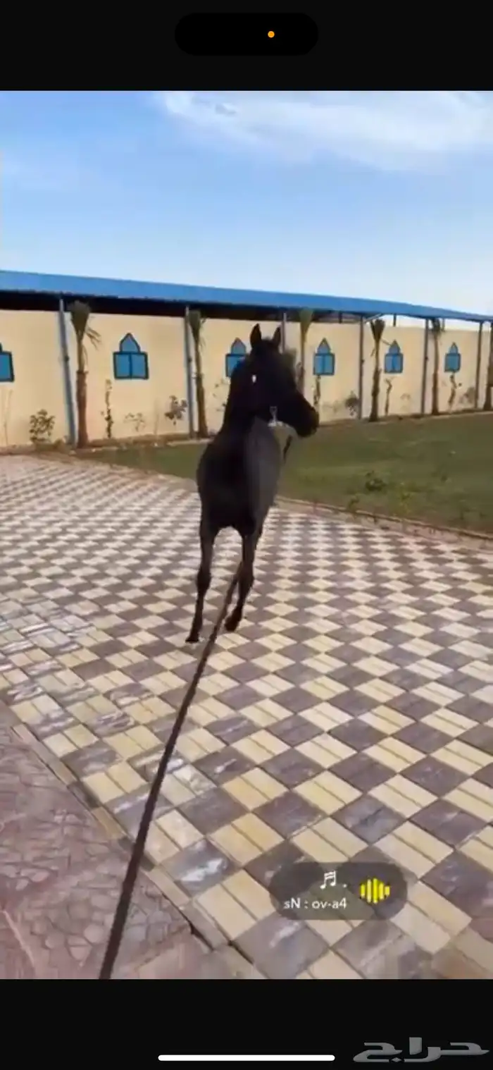 اسطبل و ايواء خيل وتصوير بالرياض 1