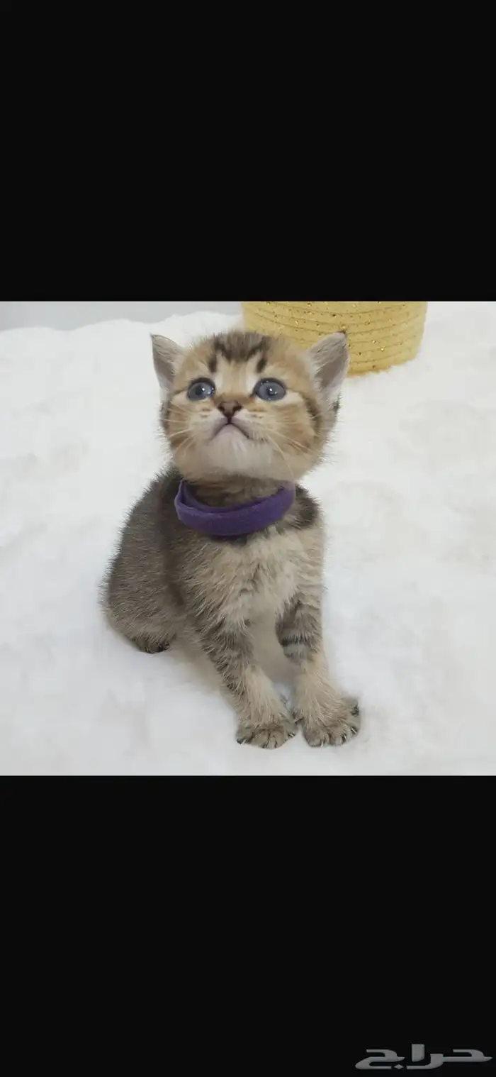 لدي قطط سكوتش فولد وستريك وny24 1