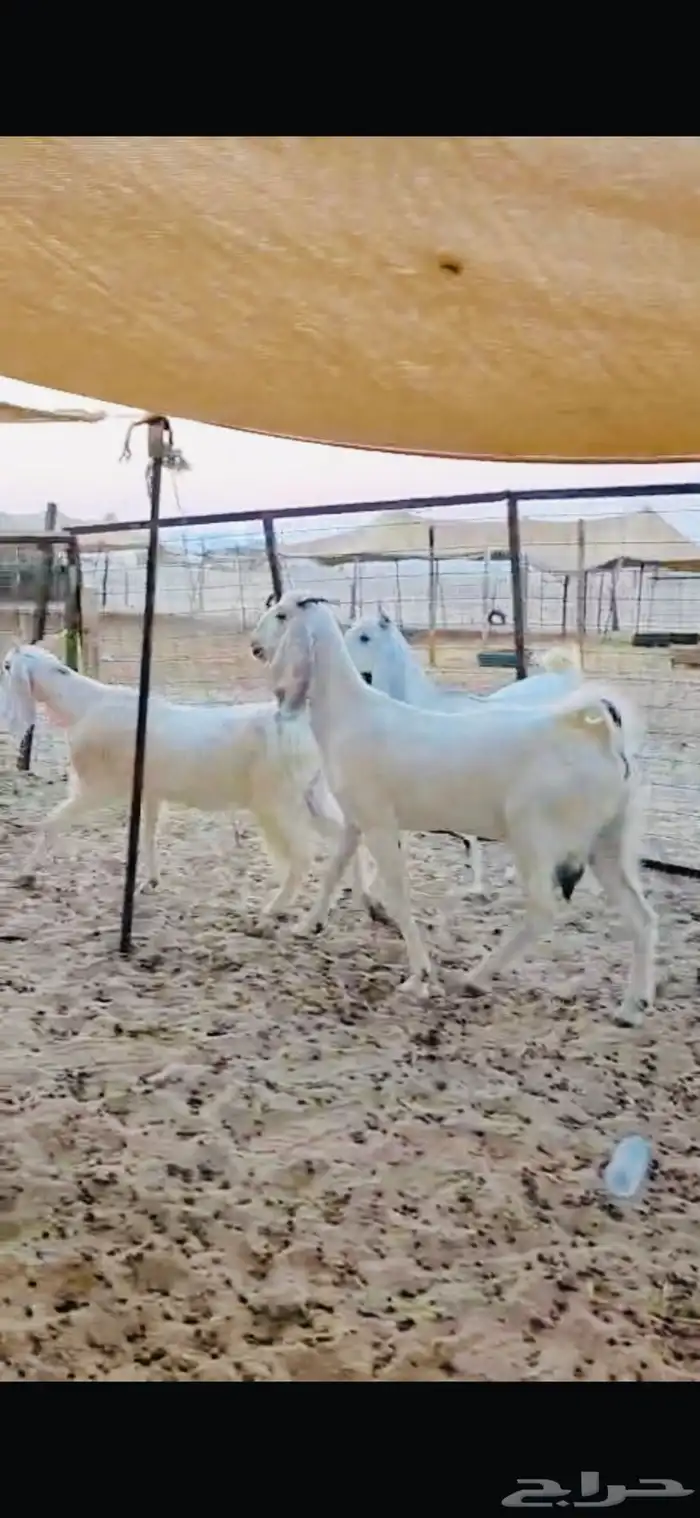 معزه مشاريك وتيوس محايلي فواخر 2