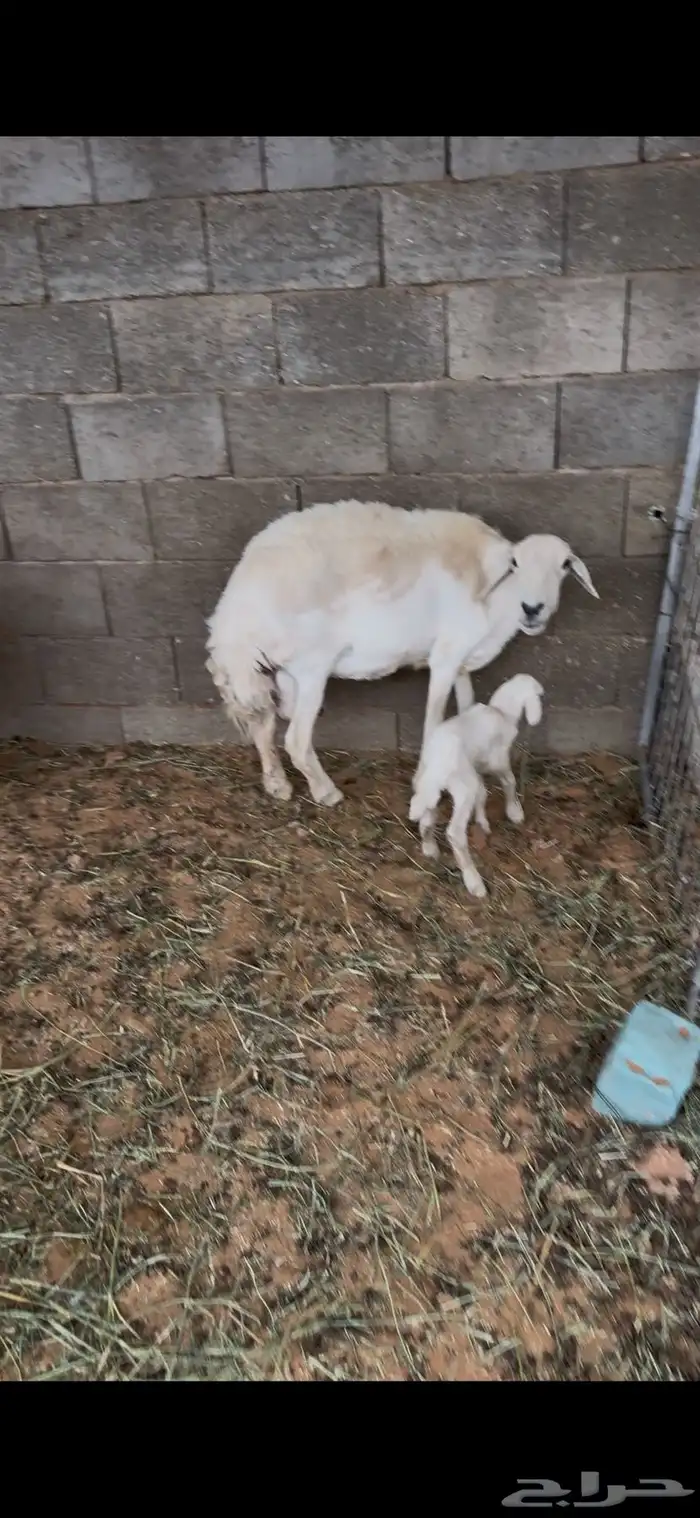 حريات مواليد تحتهن خرفان 2