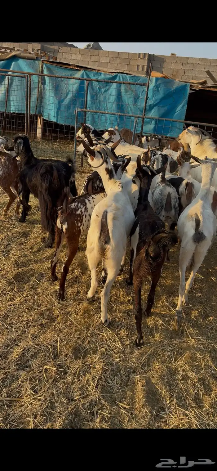 معزا مقاني العدد18 بفحل فيها شي دفيع و شي لا البيع جمله 6