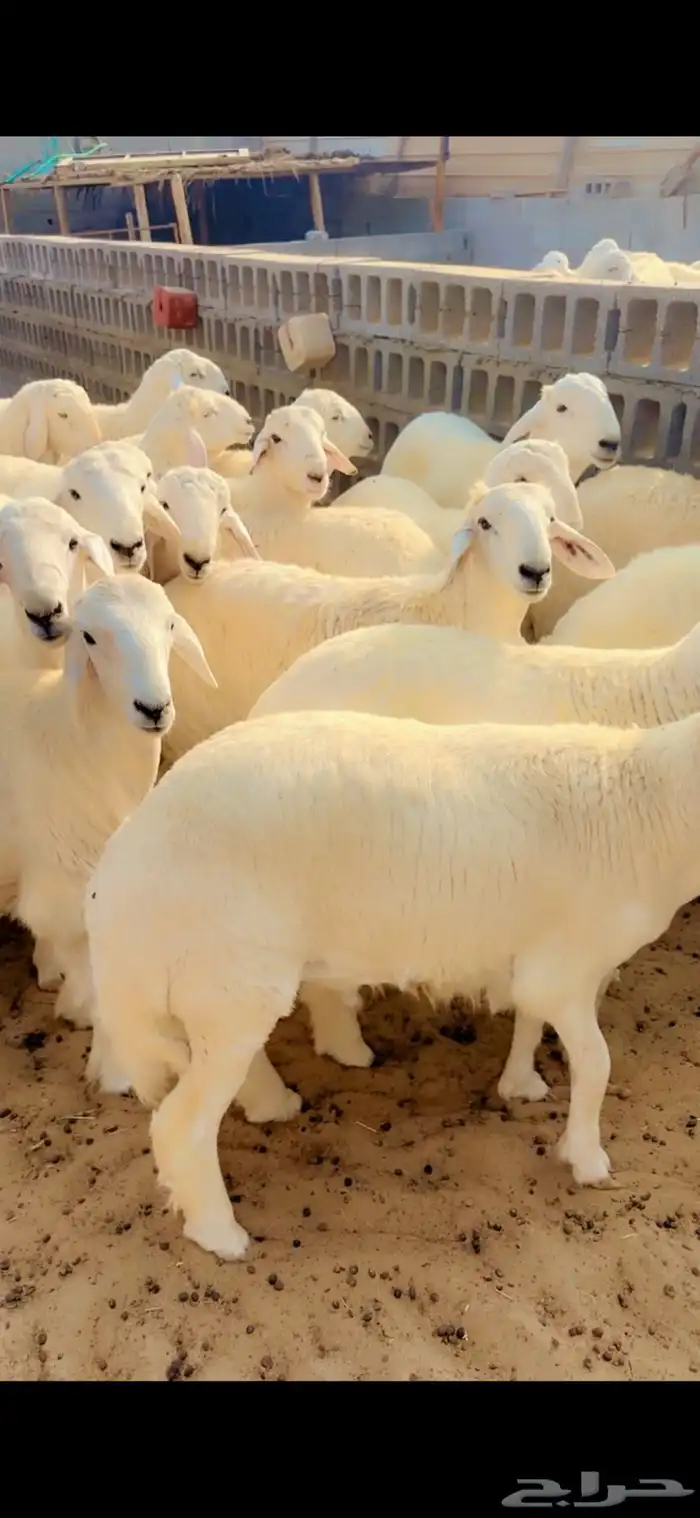 حري جبر ظهر وطرف 4