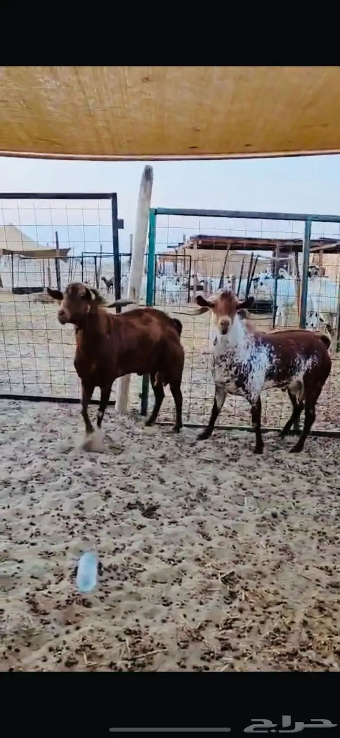 معزه مشاريك وتيوس محايلي فواخر 5