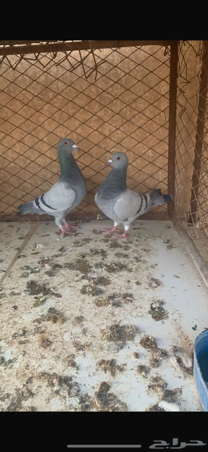 حمام زاجل فاخر زوج باقيلهم ريشه الموقع المذنب ربيق 0