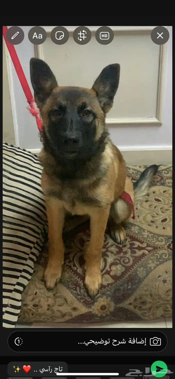 كلب   ة جيرمن مالينو .. 0