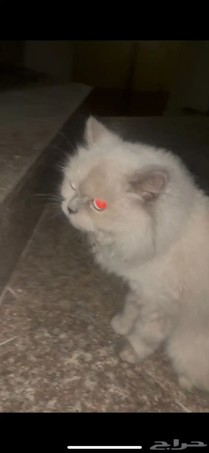 قطة هيمالايا للتبني 1