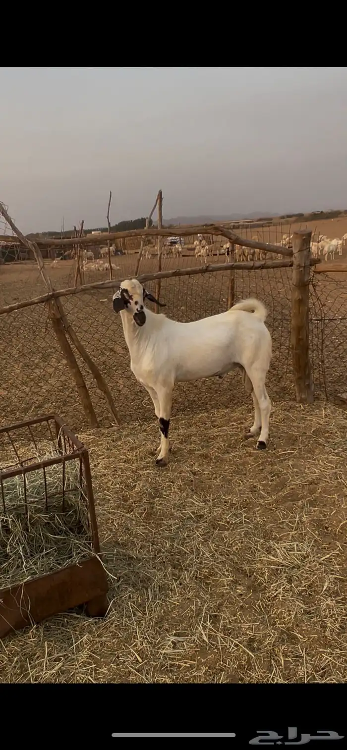 مشروع فحل بيشي صنف ضغط عالي 0