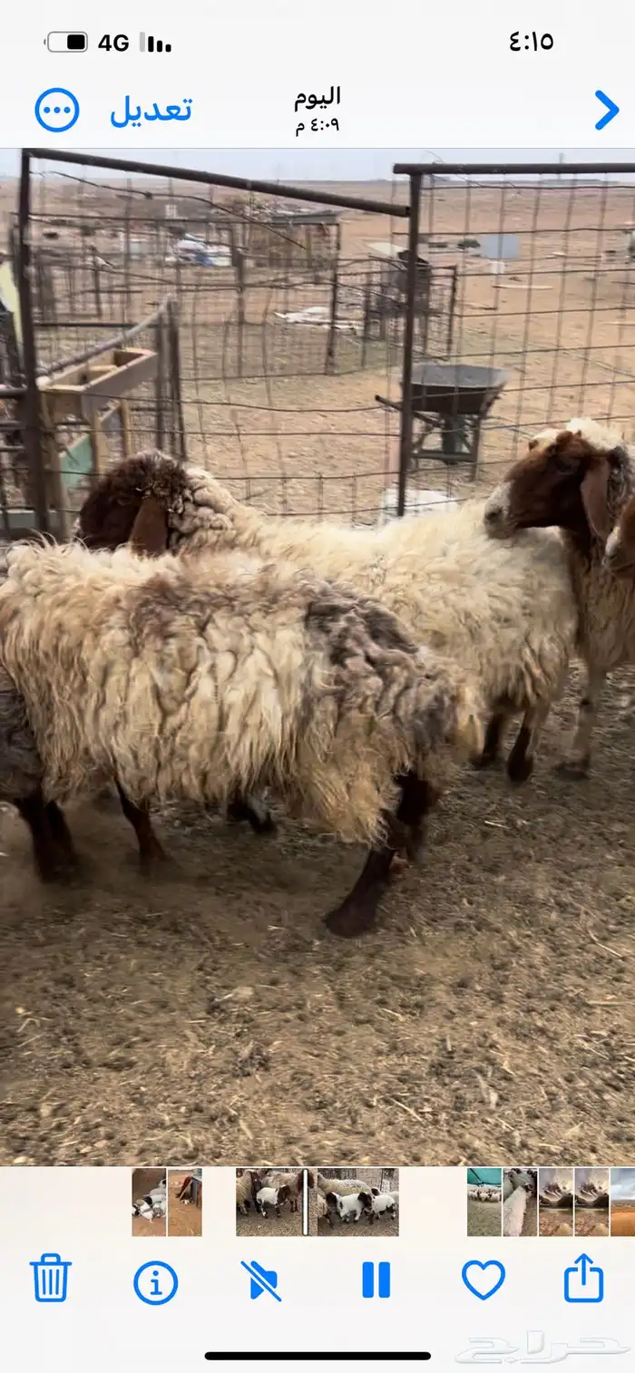 للبيع غنم نعيم مواليد 2