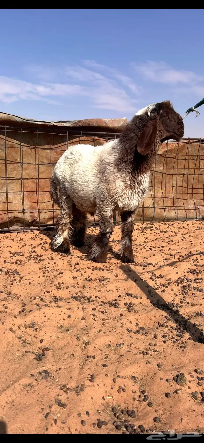 فحل نعيمي ( مشروع فحل نعيمي صنف فاخر ونادر العمرتقريبا 4 شه 4