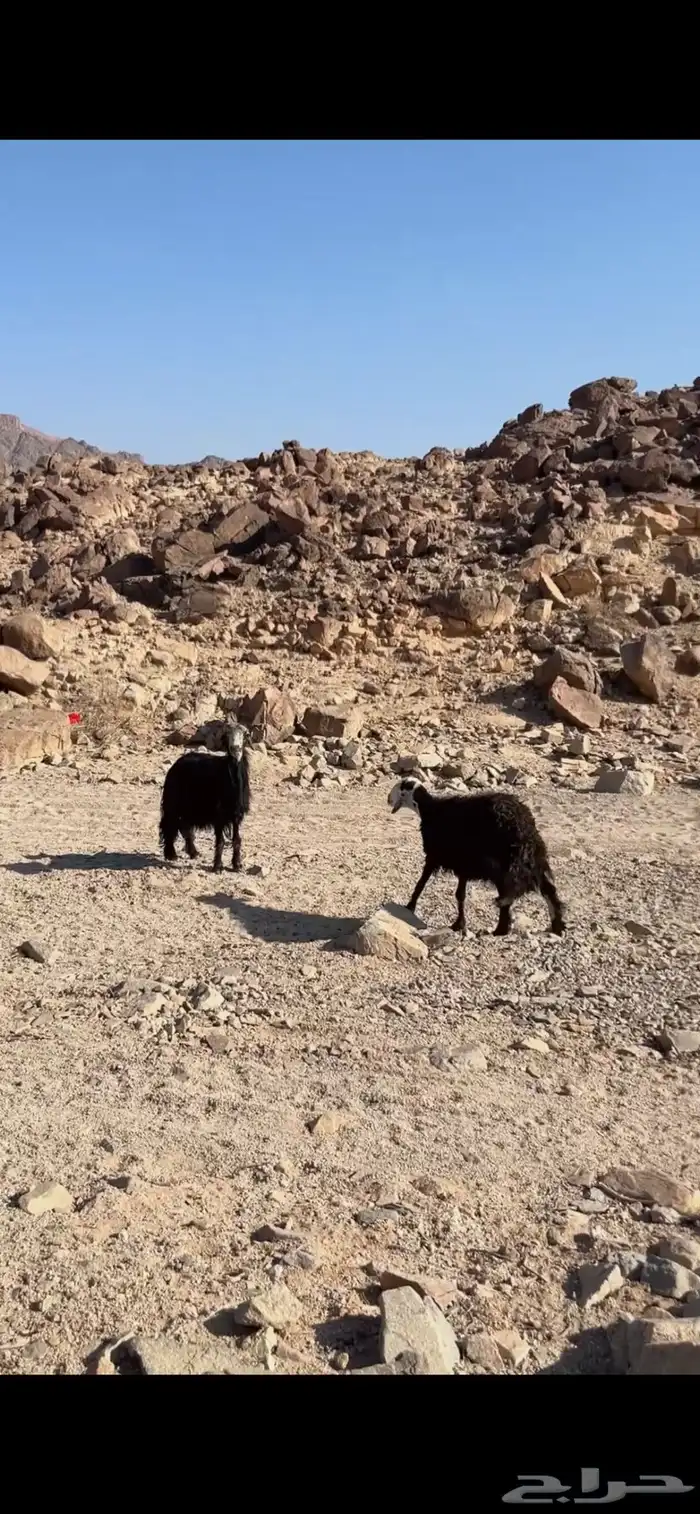 انعاج صنف لبيع اقبل بدل بشي مناسب 1