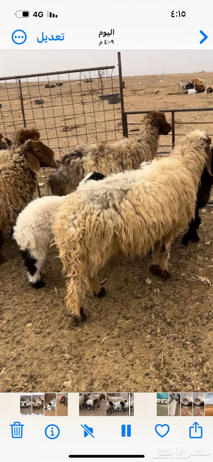 للبيع غنم نعيم مواليد 0