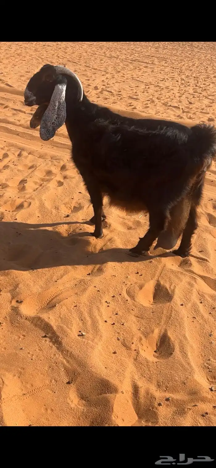 عارضيه كفو حاصب 1