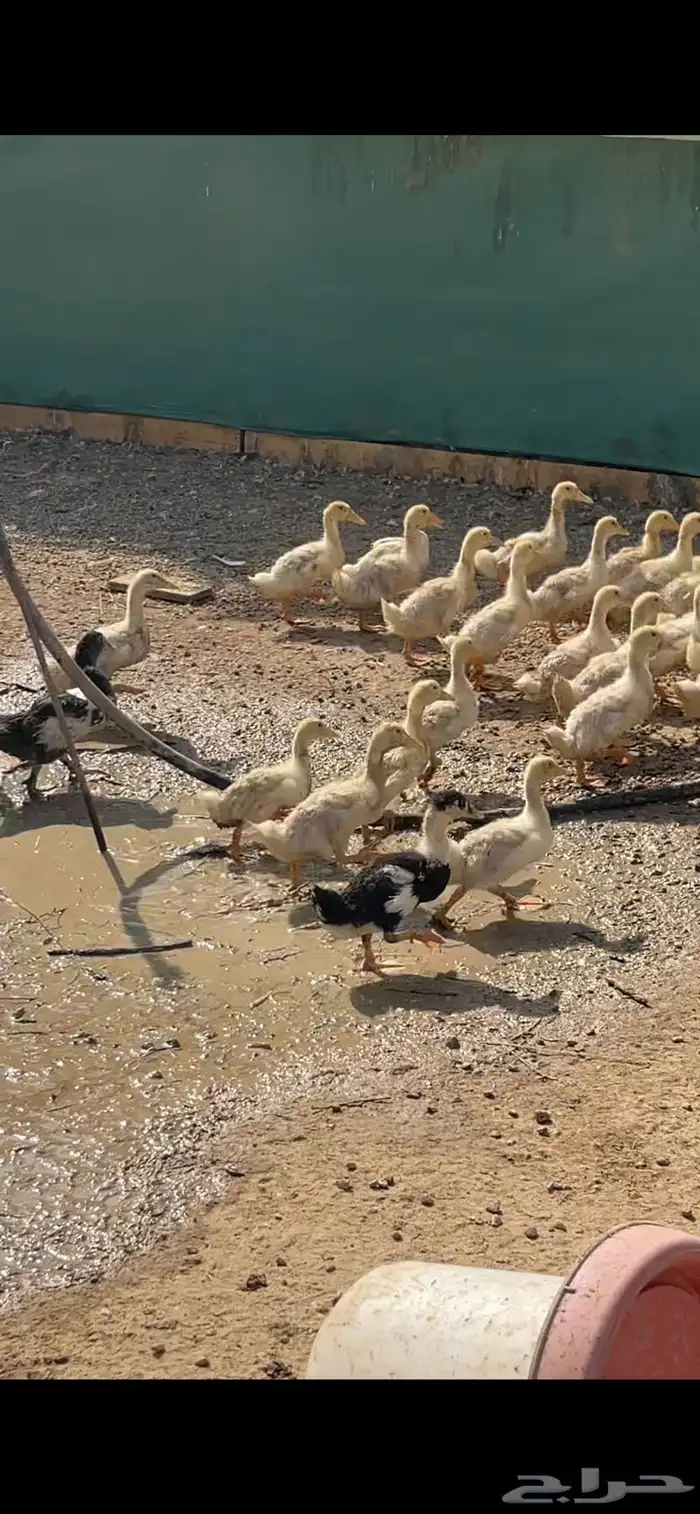 صوص بط عمر شهر ونص 5