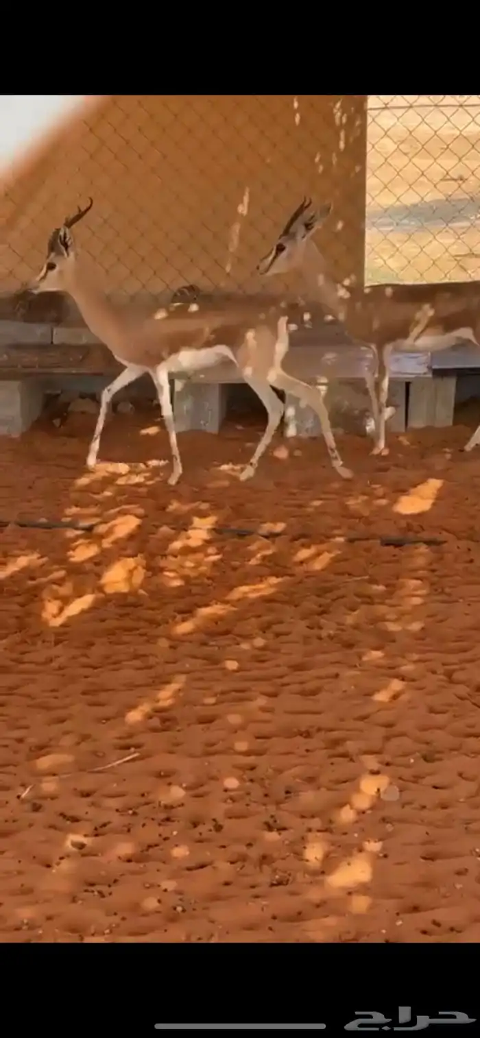 زوج عفري وذكر العدد 3 للبيع 0