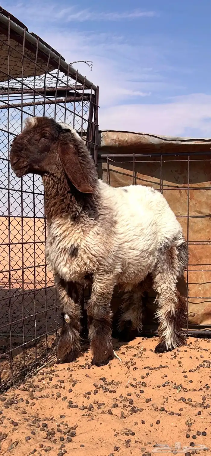 فحل نعيمي ( مشروع فحل نعيمي صنف فاخر ونادر العمرتقريبا 4 شه 2