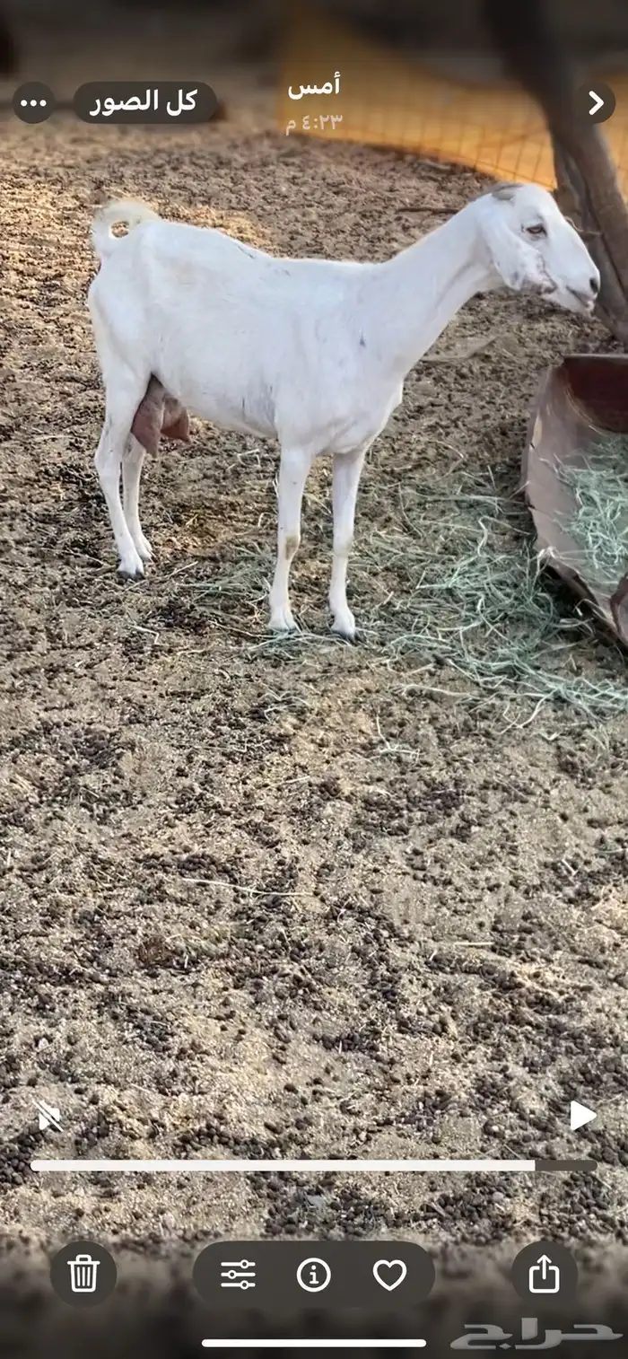 البيع معزاء نضيفه ومشروطه من كل شي وحليبه وافر 1