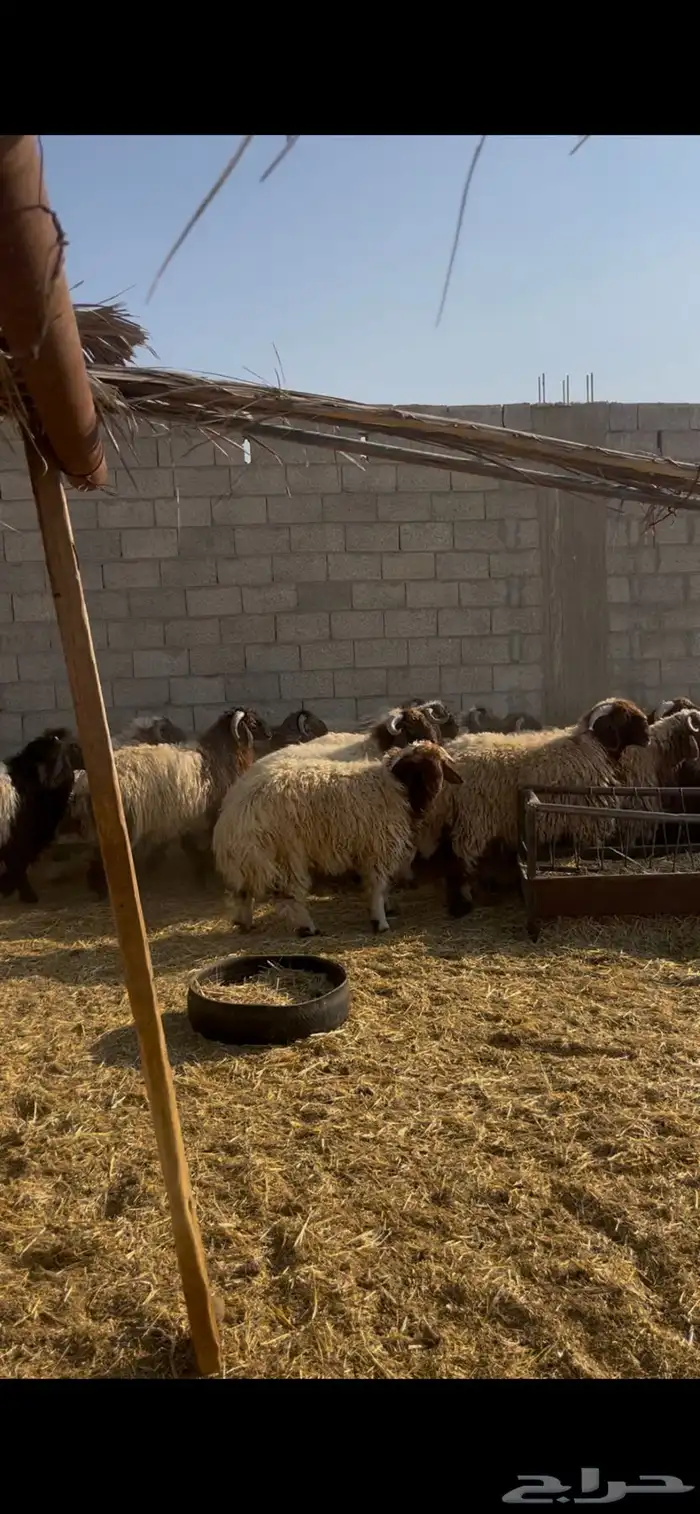 خرفان نعيم جذعان 0