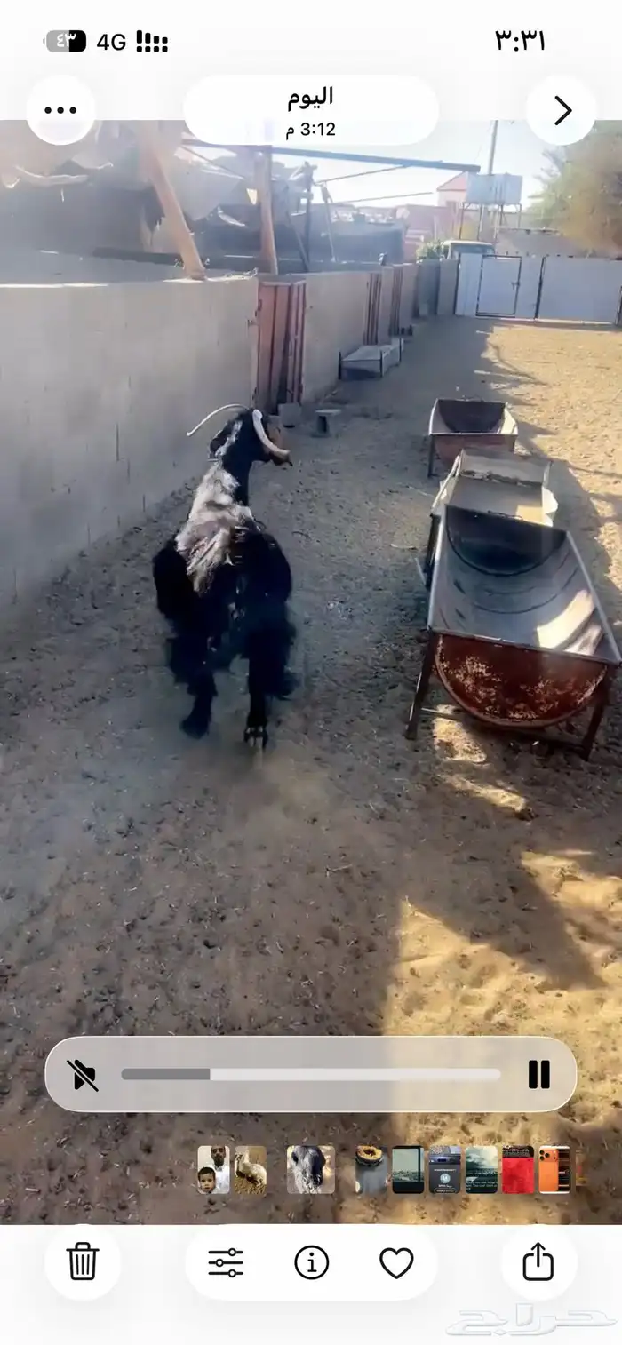 شاه دغساء حايل حميسه فل الفل 3