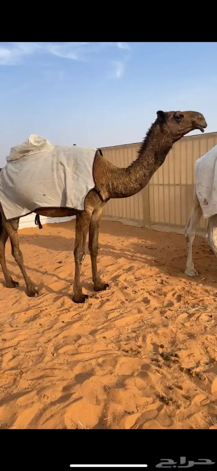 بكره حقه كفو 0