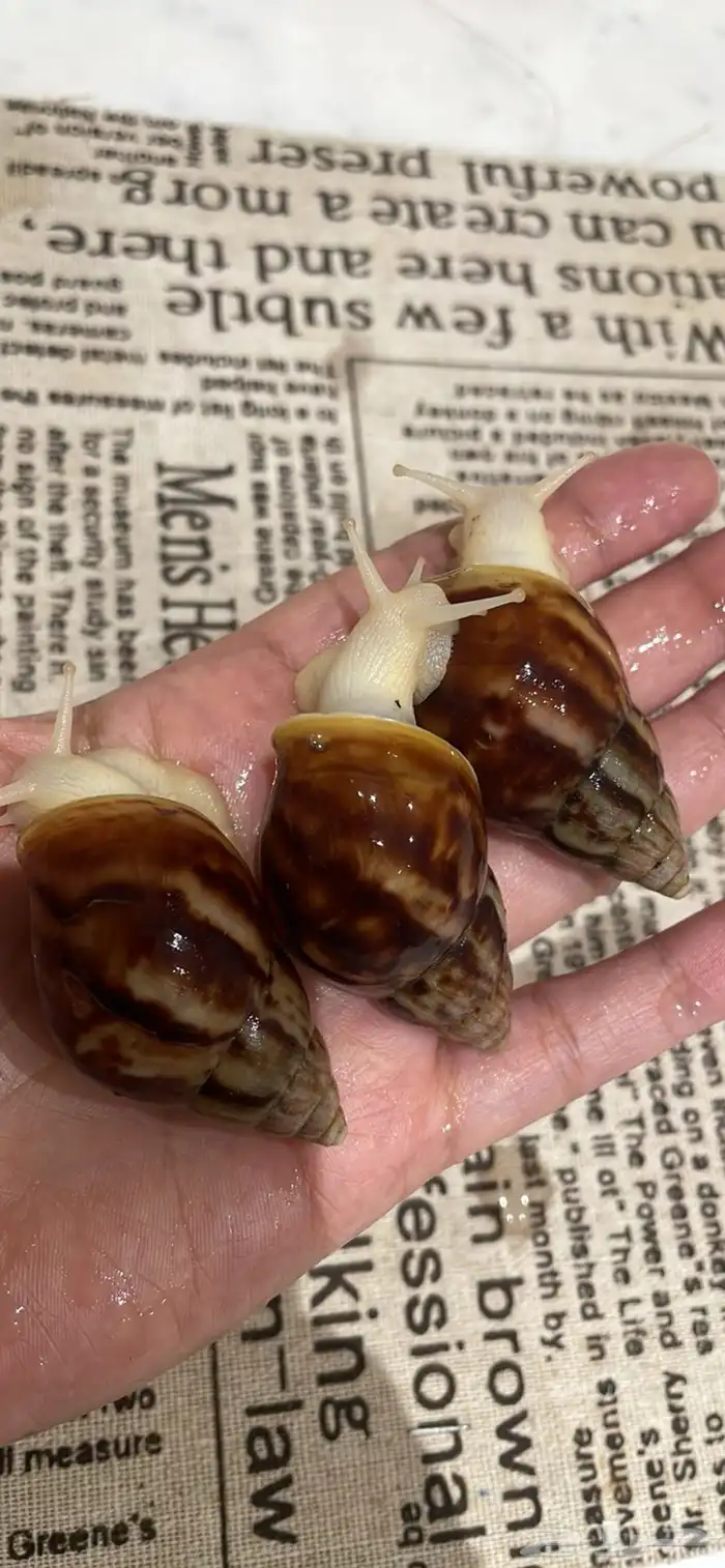 حلزون افريقي عملاق 0