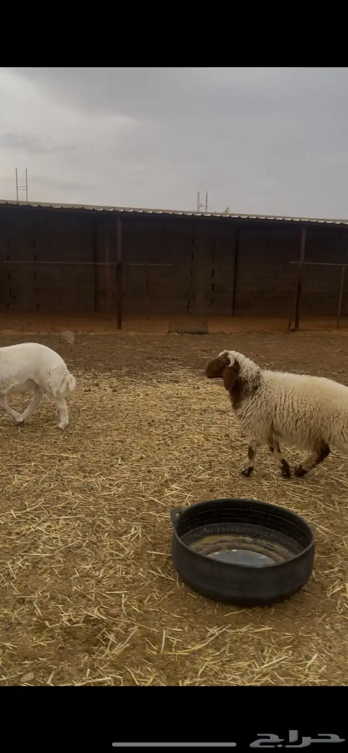 خرفان ذبايح طيبه . 3