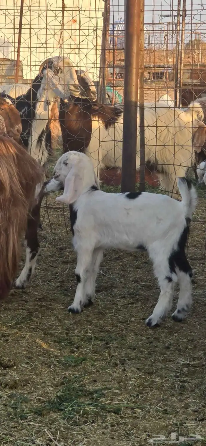 عنز شامي للبيع 1