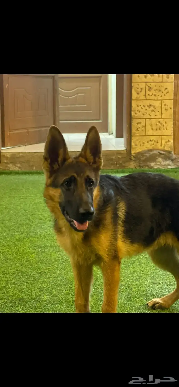 لهواة الجيرمن 3