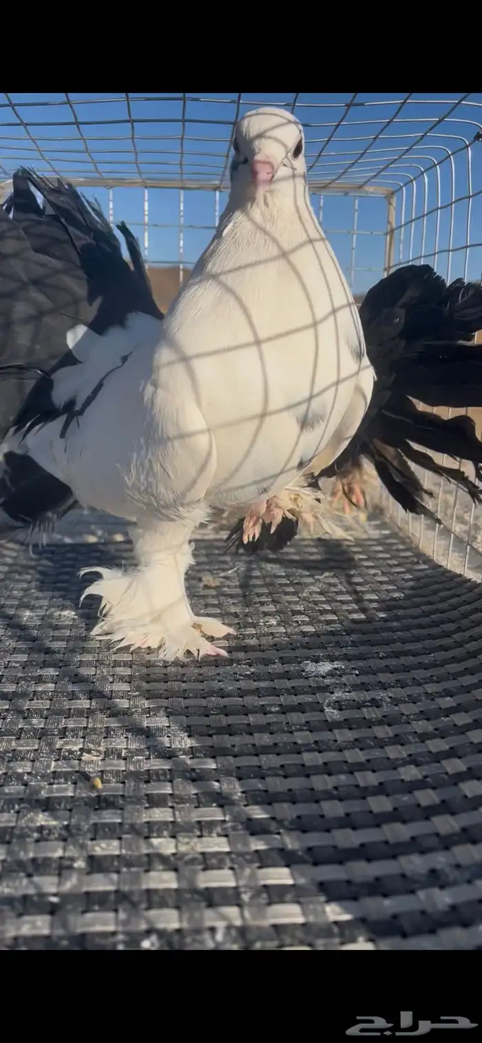 حمام للبيع 2