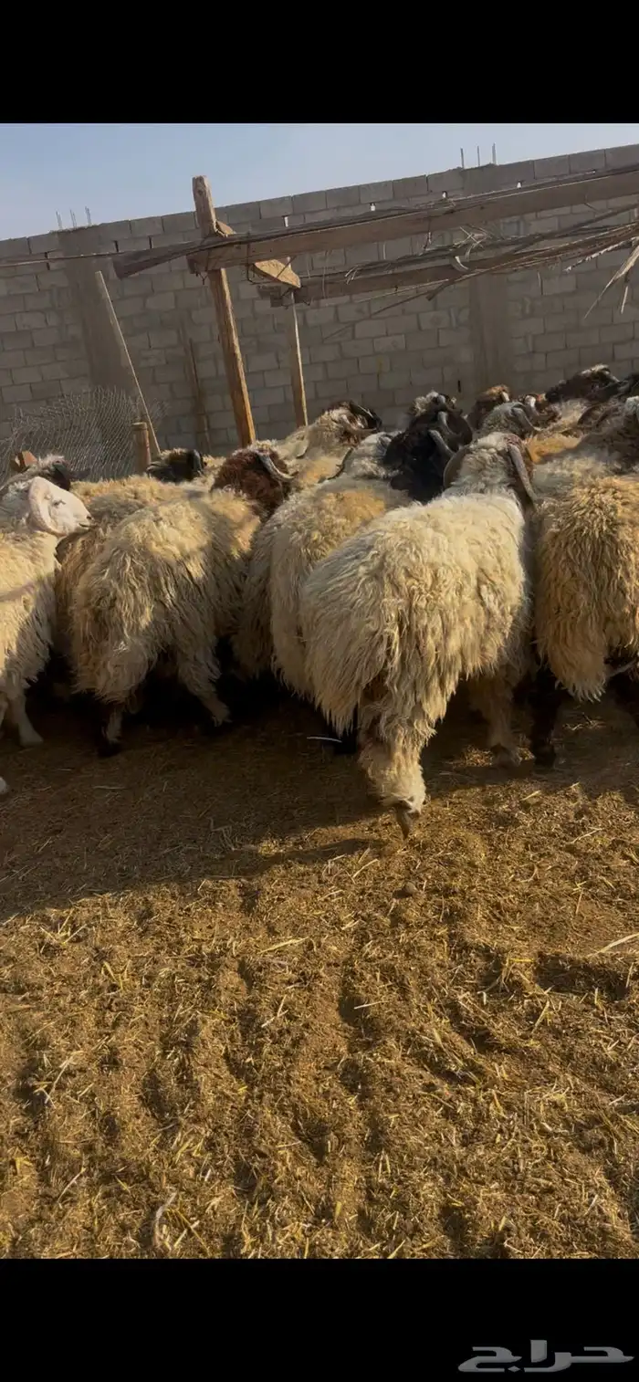 خرفان نعيم جذعان 1