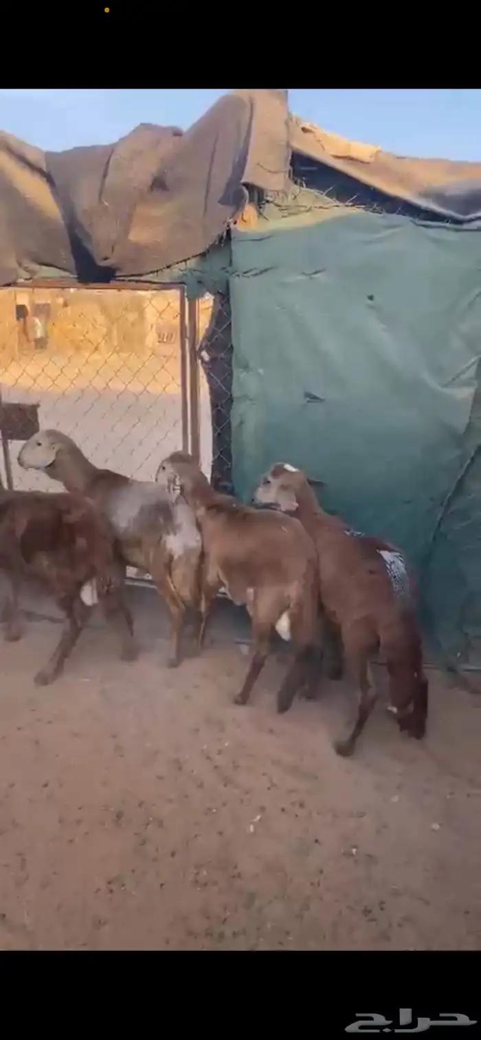 للبيع طليان سواكن حمري فاخرره 0